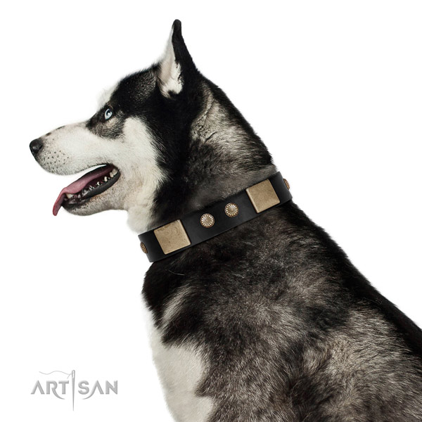 Impressive genuine leather collar for your attractive four-legged friend