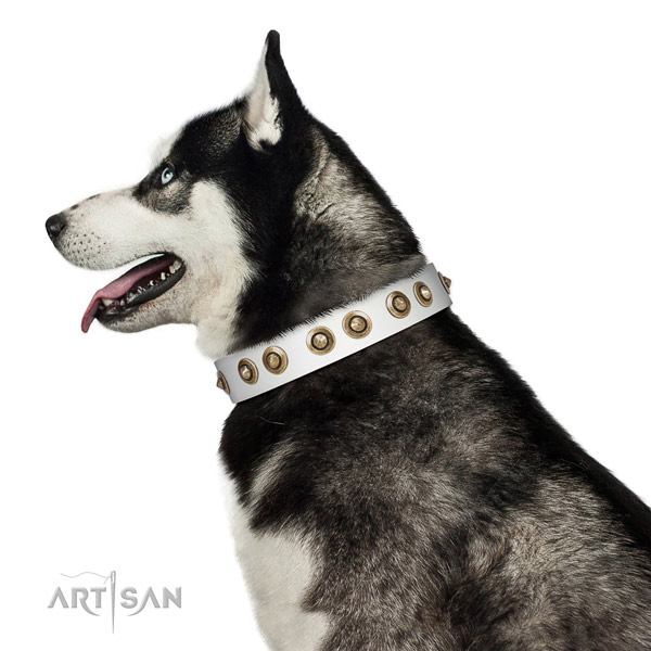 Everyday walking dog collar of genuine leather with trendy embellishments