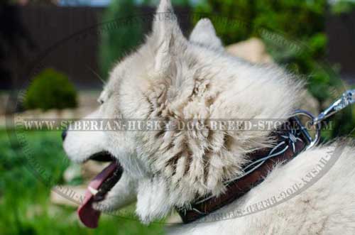 Husky painted collar for dog training