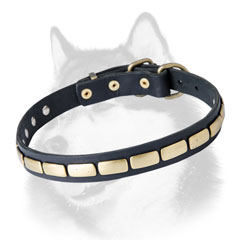 Leather dog collar for Siberian Husky with brass plates