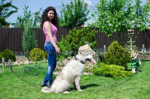 Leather dog collar for Siberian Husky walks