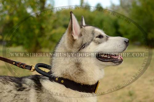 Leather dog collar with handle