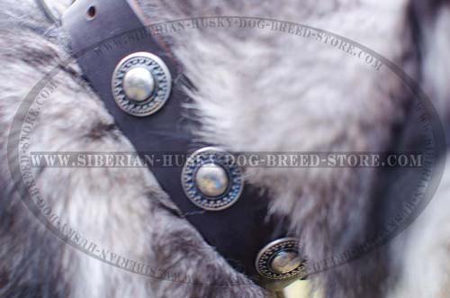 Leather dog collar with silver-like conchos for Husky