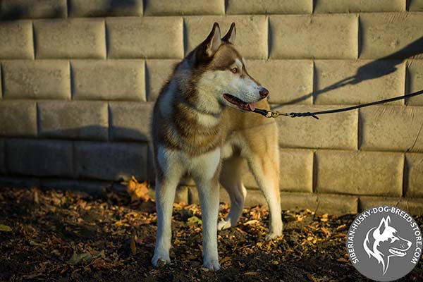 Siberian Husky choke collar with brass hardware