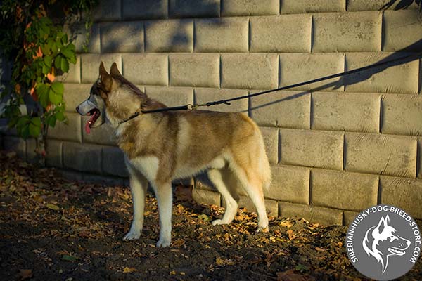 Durable choke collar for Siberian Husky