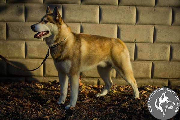 Siberian Husky leather collar with 1 row of brass spikes