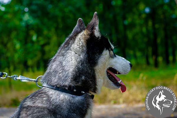 Siberian Husky genuine leather collar with 1 row of spikes
