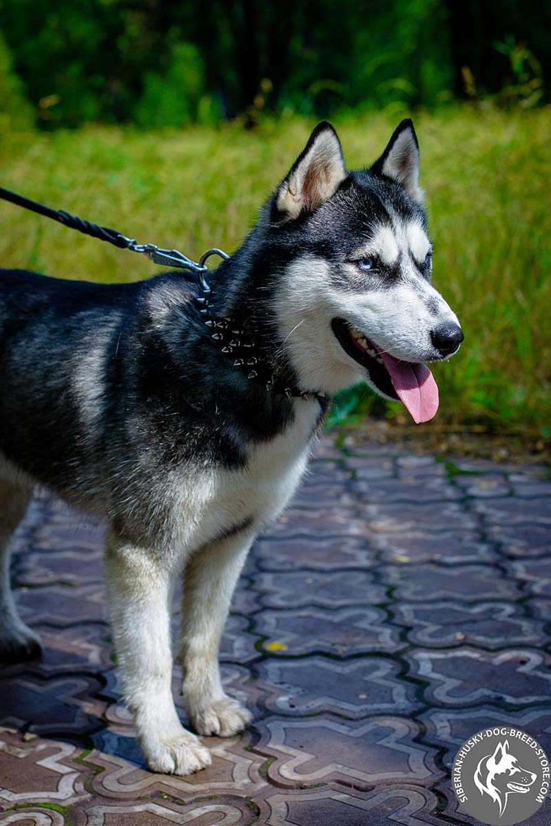 husky dog collars