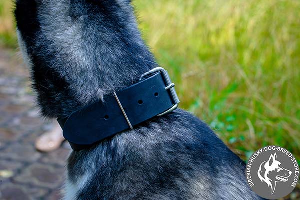 Siberian Husky collar with adjustable buckle