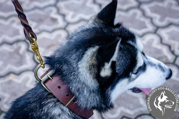 Siberian Husky leather collar with easy adjustable brass buckle