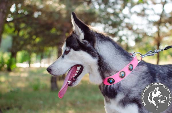 Siberian Husky collar adorned with riveted circles