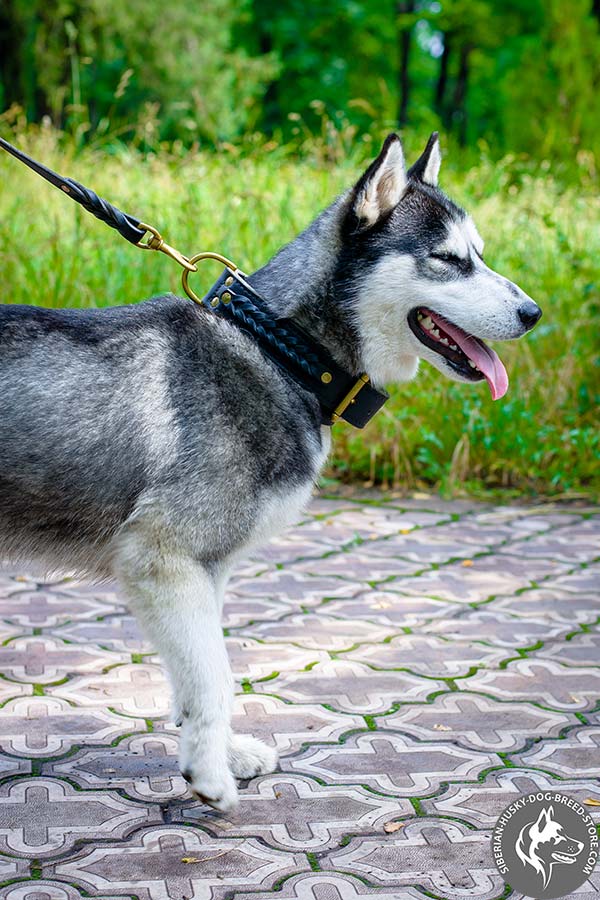 Siberian Husky collar with braided decoration