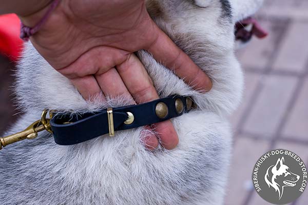 Siberian Husky collar with brass adornments