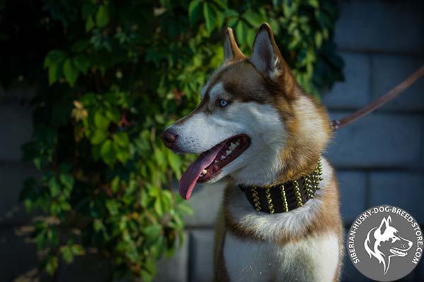 Dog leather collar with brass plated spikes