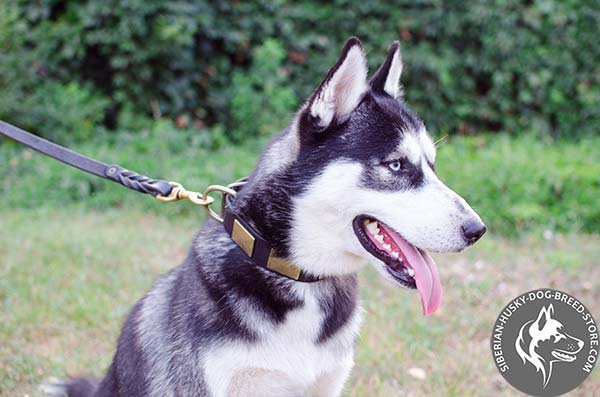 Siberian Husky collar with brass plates