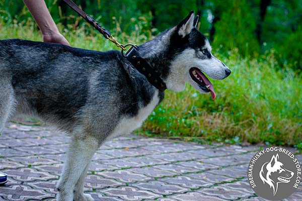 Siberian Husky collar with brass studs