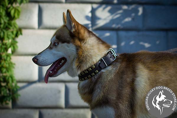 Siberian Husky reliable leather collar with brass studs