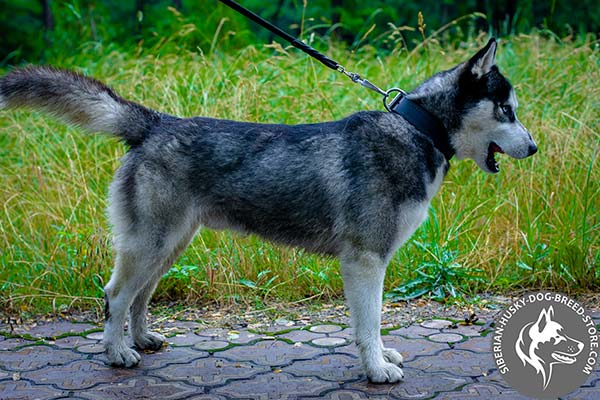 Comfortable Siberian Husky felt padded collar