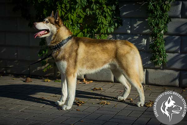 Siberian Husky dependable collar for daily walking