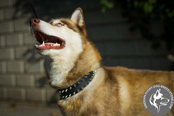 Siberian Husky collar with double row of spikes