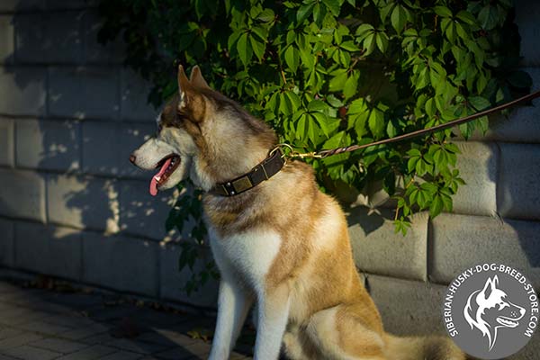 Siberian Husky durable collar
