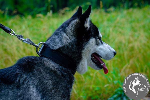 Felt padded Siberian Husky leather collar