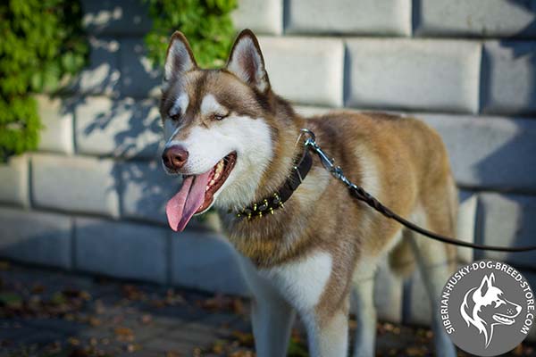 Siberian Husky firm pure leather collar