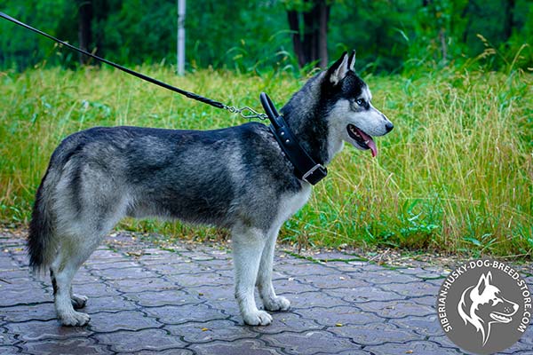 Full control Siberian Husky leather collar