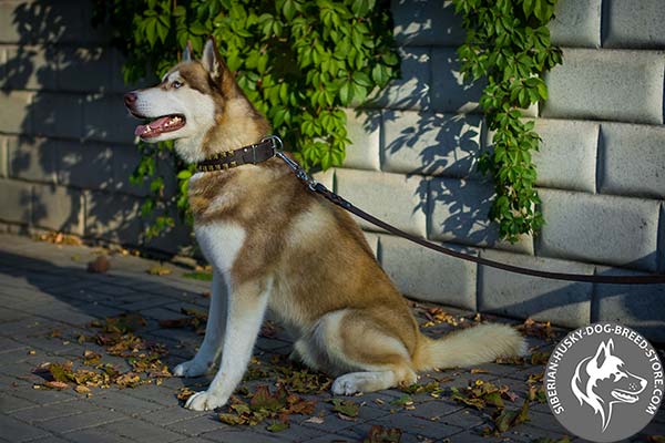 Siberian Husky full grain genuine leather collar