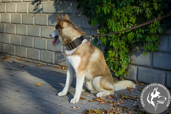 Good-looking Siberian Husky genuine leather collar