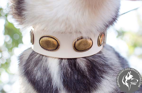 Siberian Husky leather collar with handset brass ovals