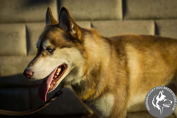 Imperceptible Siberian Husky leather collar