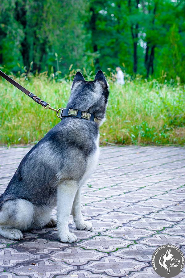 Nicely adorned Siberian Husky collar