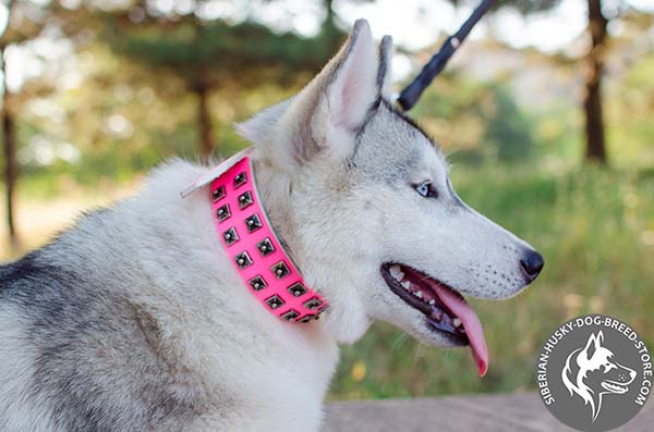 Siberian Husky collar with nickel-plated studs