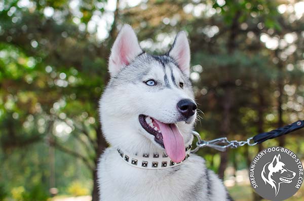 Siberian Husky collar with old nickel studs