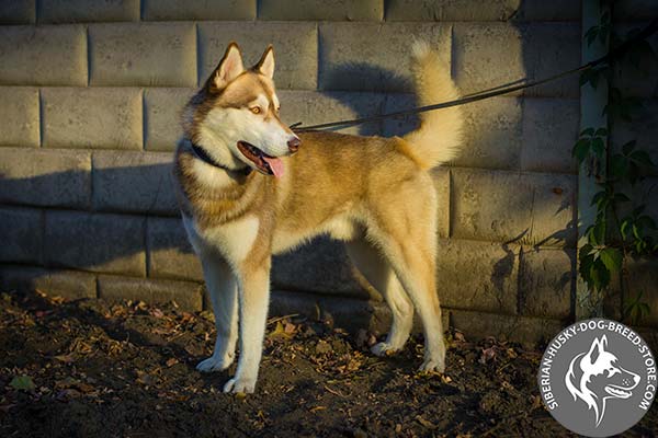 Outstanding quality Siberian Husky collar