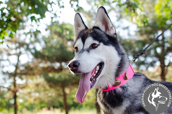 Siberian Husky collar painted in pink