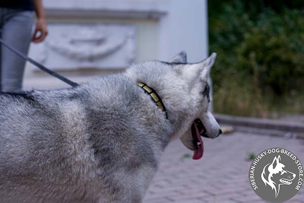 Siberian Husky plated genuine leather collar