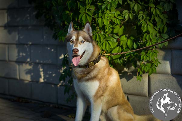 Siberian Husky collar with plates and cones