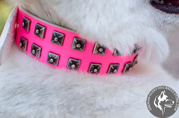 Siberian Husky collar with riveted studs