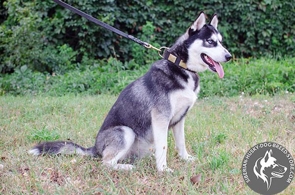 Siberian Husky collar with rustless plates