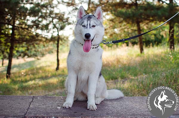 Siberian Husky walking leather collar