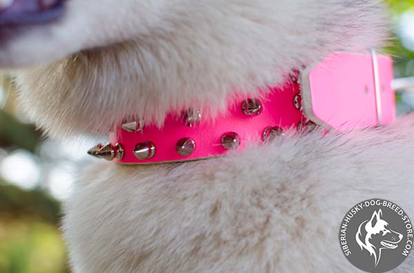 Siberian Husky leather collar with securely fixed spikes