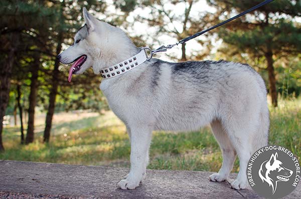 Siberian Husky leather collar with fixed studs