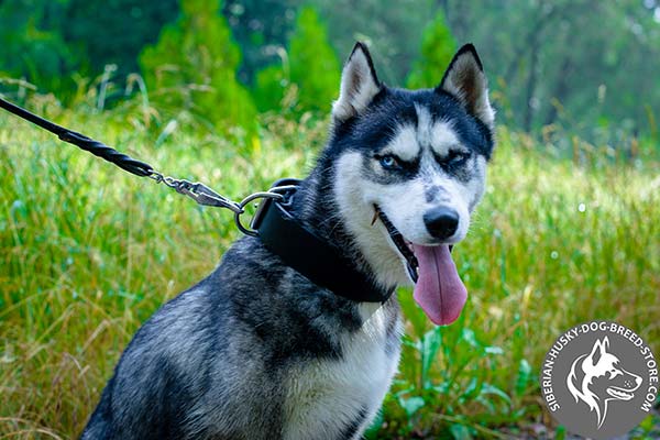 Siberian Husky smooth collar