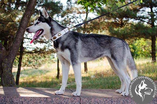 Soft genuine leather Siberian Husky collar