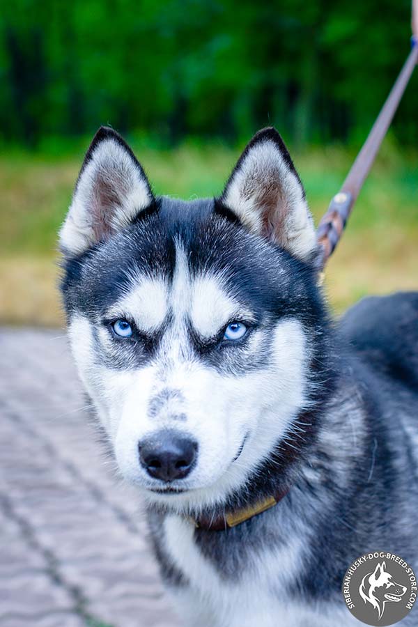 Siberian Husky soft pure leather collar