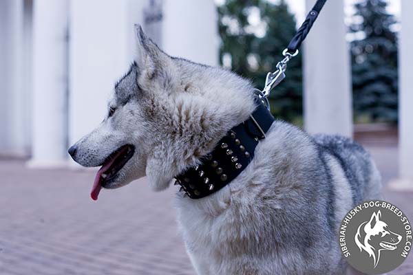 Wide durable leather Siberian Husky collar