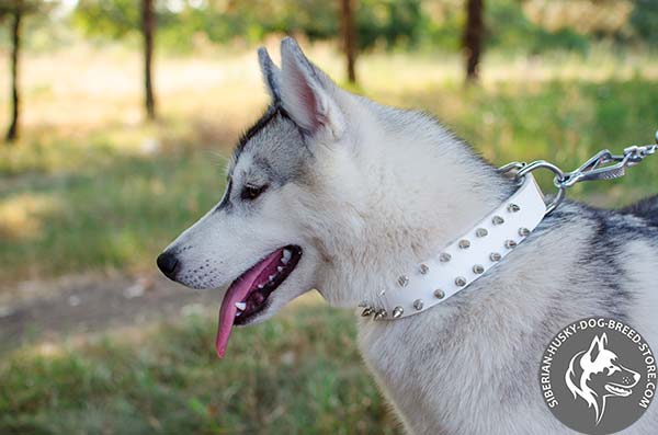 Siberian Husky genuine leather spiked collar in white