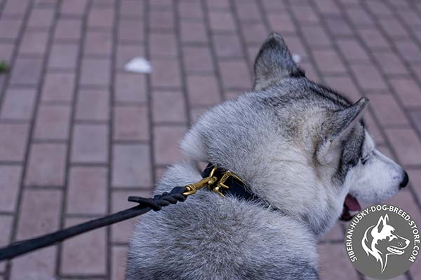 Siberian Husky leather collar with brass hardware